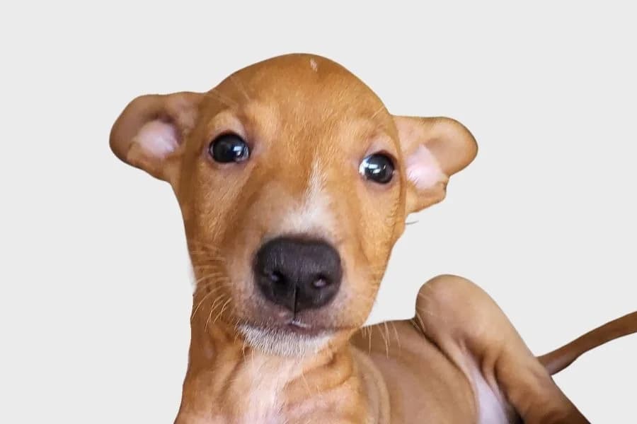 Turrón, marrón male puppy Podenco for adoption at Refugio Internacional para Animales, Valle de La Orotava, Tenerife
