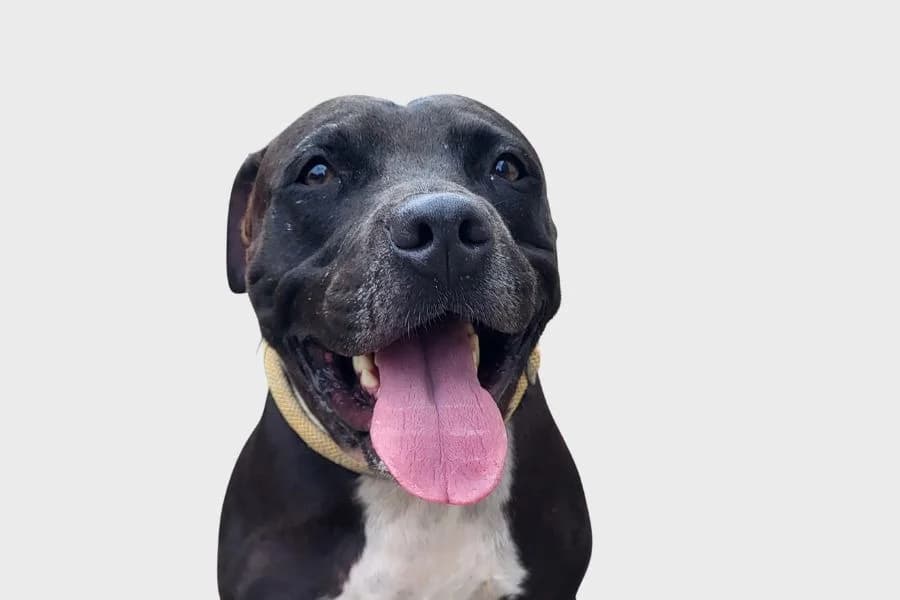 Smolder, negro y blanco male 4yo Mixed Breed for adoption at Refugio Internacional para Animales, Valle de La Orotava, Tenerife
