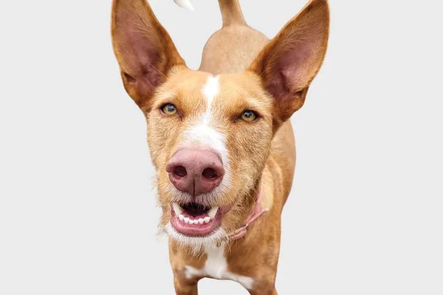 Prince, marrón con marcas blancas male 3yo mixed breed for adoption at Refugio Internacional para Animales, Valle de La Orotava, Tenerife