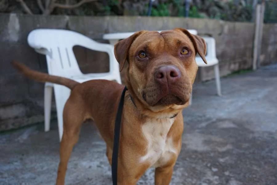 Entei, marrón male 4yo mixed breed for adoption at Refugio Internacional para Animales, Valle de La Orotava, Tenerife