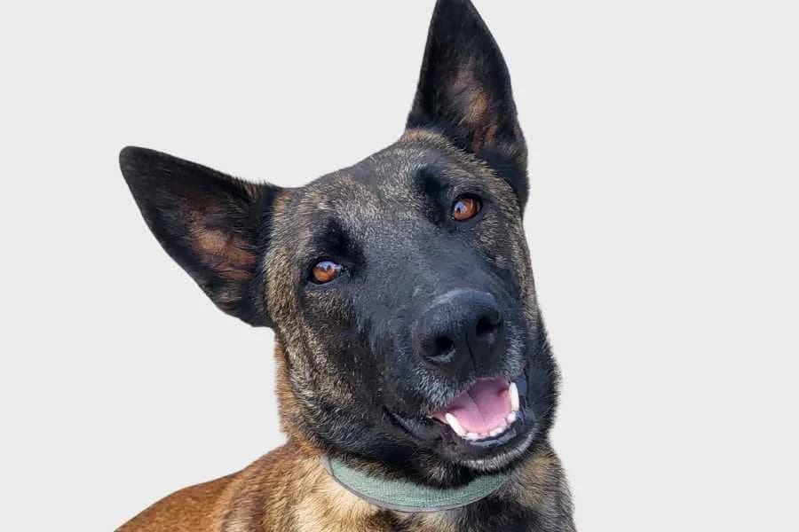 Strange, marrón y negro male 4yo mixed breed for adoption at Refugio Internacional para Animales, Valle de La Orotava, Tenerife