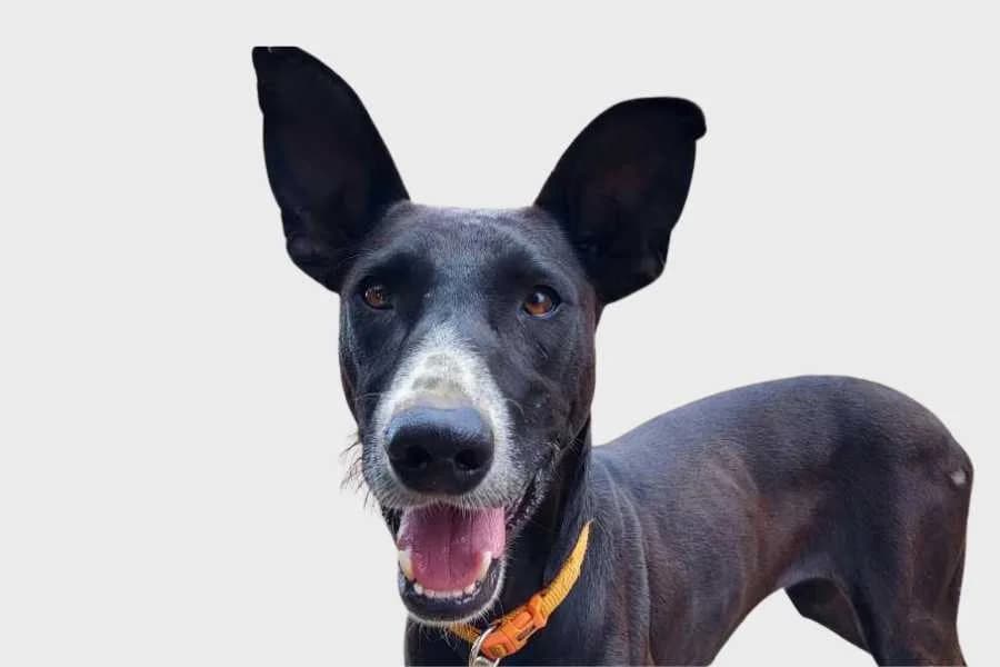 Cala, negro female 7yo mixed breed for adoption at Refugio Internacional para Animales, Valle de La Orotava, Tenerife