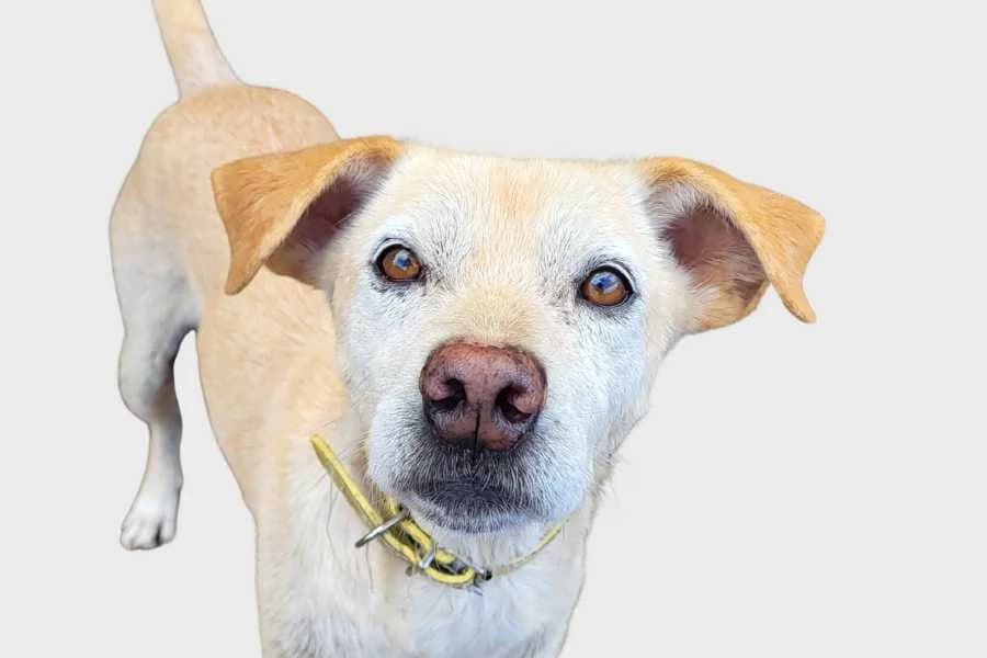 Aatrox, beige male senior mixed breed for adoption at Refugio Internacional para Animales, Valle de La Orotava, Tenerife