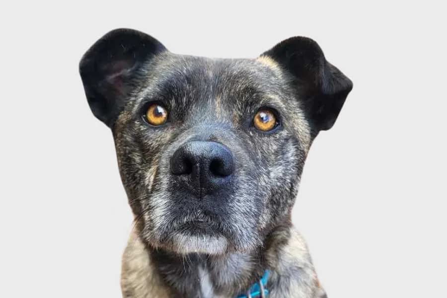 Arucas, atigrado female 7yo mixed breed for adoption at Refugio Internacional para Animales, Valle de La Orotava, Tenerife