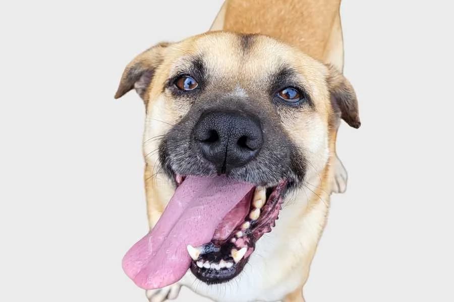 Lucian, beige male 5yo mixed breed for adoption at Refugio Internacional para Animales, Valle de La Orotava, Tenerife