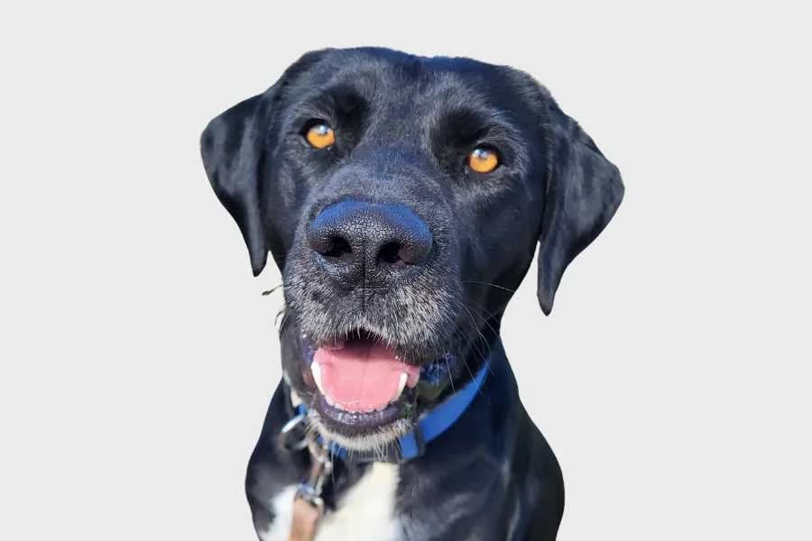 Sion, negro male young mixed breed for adoption at Refugio Internacional para Animales, Valle de La Orotava, Tenerife