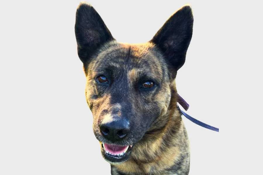 Sendai, atigrado male 4yo mixed breed for adoption at Refugio Internacional para Animales, Valle de La Orotava, Tenerife