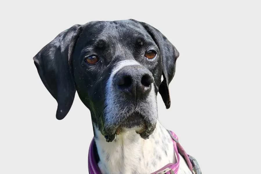 Ekko, blanco y negro male senior mixed breed for adoption at Refugio Internacional para Animales, Valle de La Orotava, Tenerife