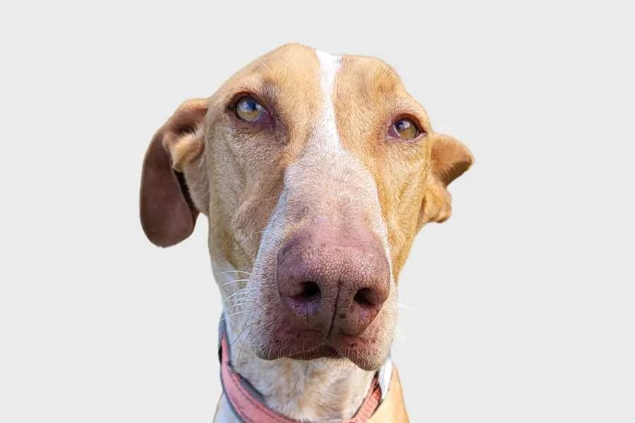 Eclipse, marrón male 7yo mixed breed for adoption at Refugio Internacional para Animales, Valle de La Orotava, Tenerife