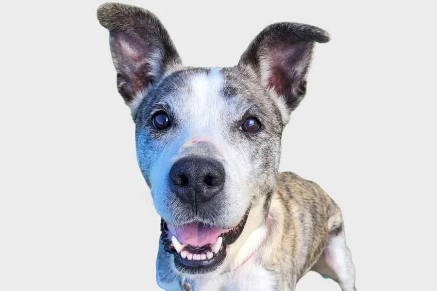 Emma, atigrado female 6yo mixed breed for adoption at Refugio Internacional para Animales, Valle de La Orotava, Tenerife