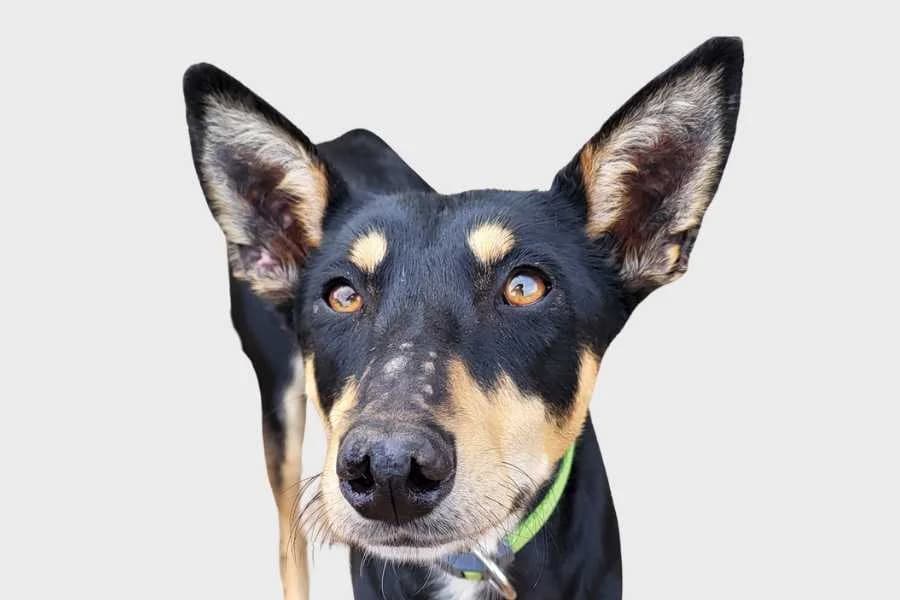 Franky, marrón y negro male 3yo mixed breed for adoption at Refugio Internacional para Animales, Valle de La Orotava, Tenerife