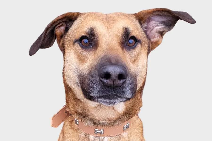 Morgan, marrón male mixed breed for adoption at Refugio Internacional para Animales, Valle de La Orotava, Tenerife