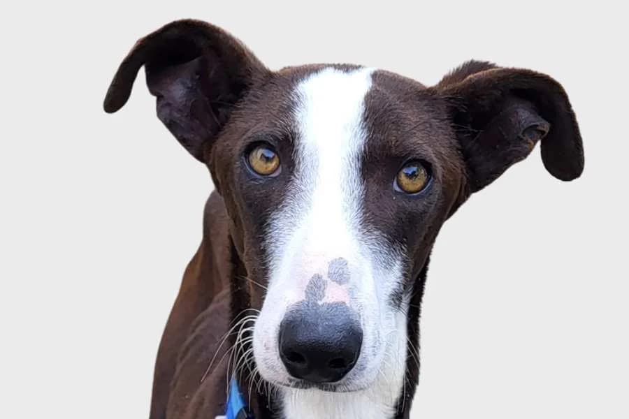 Mimo, negro y blanco male puppy mixed breed for adoption at Refugio Internacional para Animales, Valle de La Orotava, Tenerife