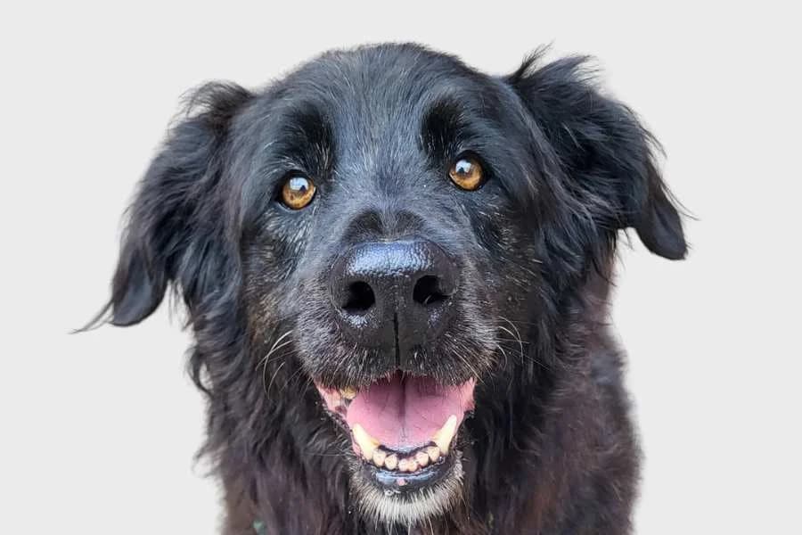 Mafi, negro female 4yo mixed breed for adoption at Refugio Internacional para Animales, Valle de La Orotava, Tenerife