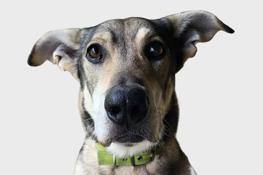 Flow, gris y marrón male young mixed breed for adoption at Refugio Internacional para Animales, Valle de La Orotava, Tenerife