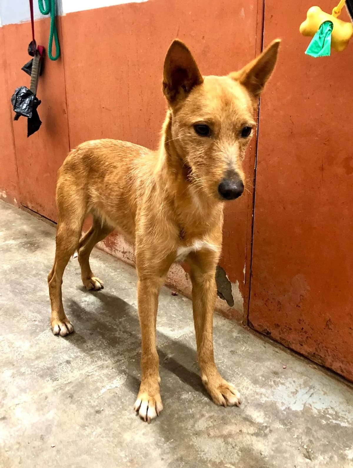 Nilo, male 5yo Podenco for adoption at Refugio San Jorge