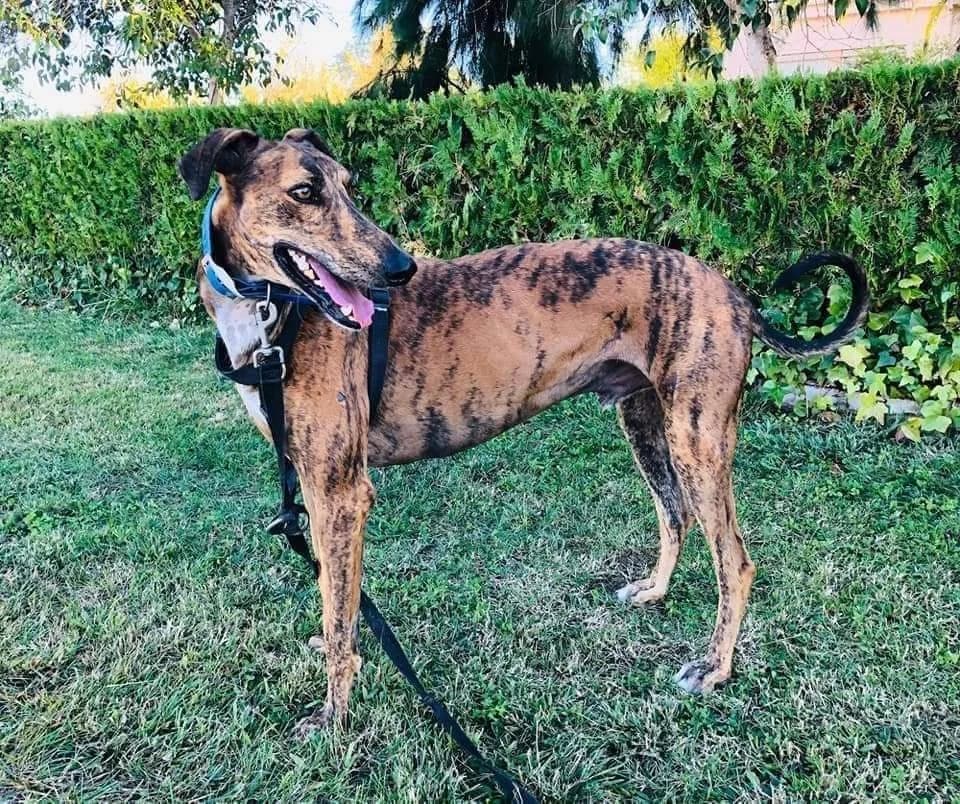Troyano, male senior Galgo Español for adoption at Refugio San Jorge