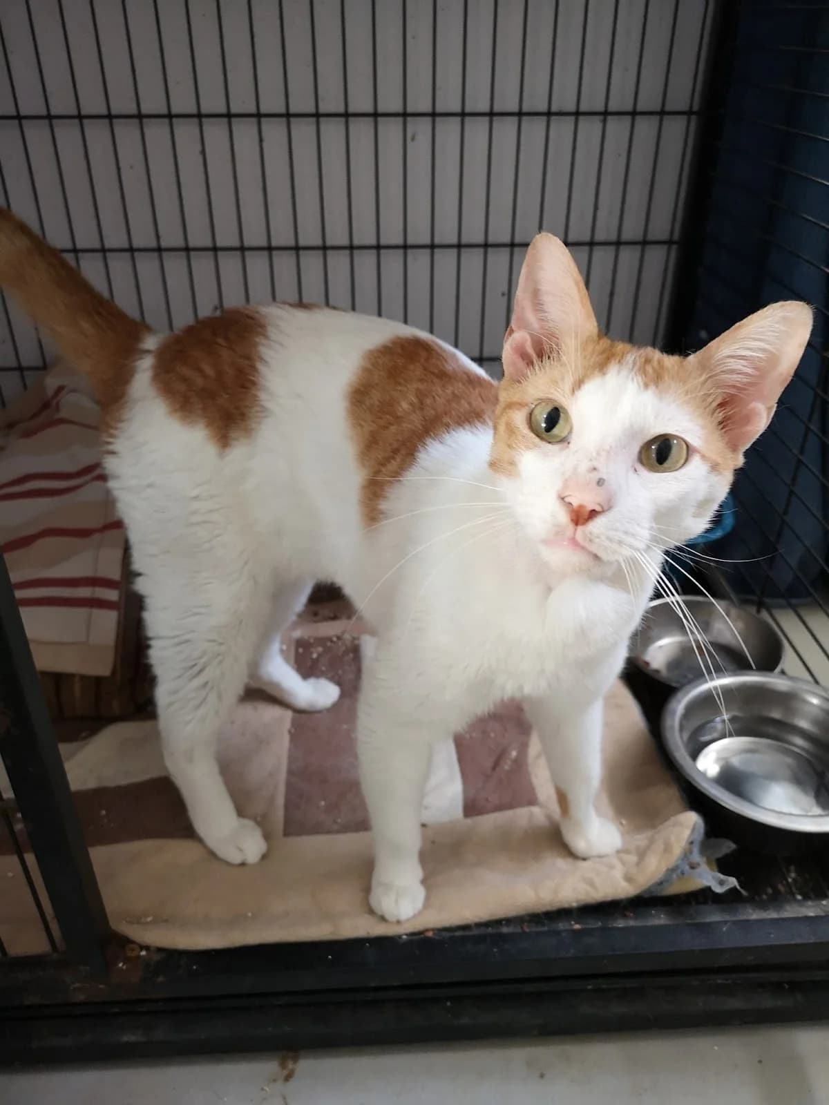 Platón, male 5yo Mixed Breed for adoption at Refugio San Jorge