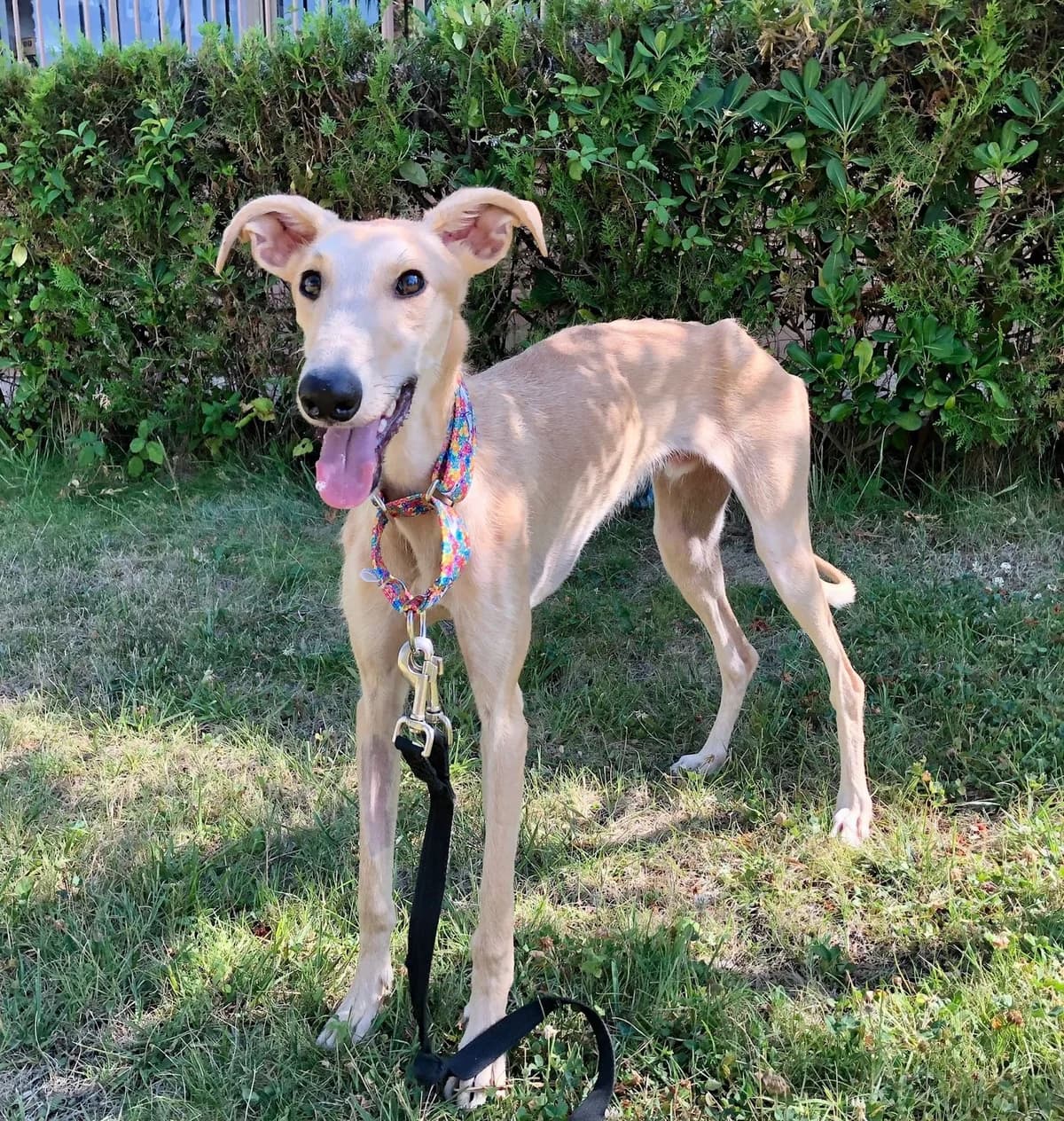 Orgulloso, male puppy Galgo Español for adoption at Refugio San Jorge