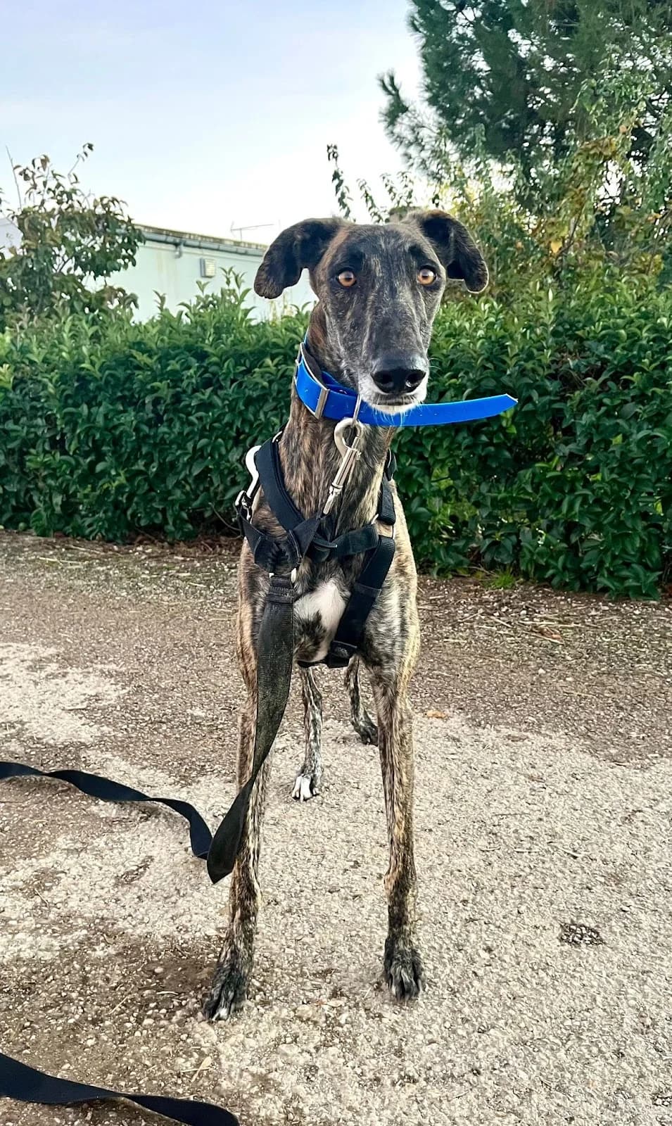 Comanche, male 5yo Galgo Español for adoption at Refugio San Jorge