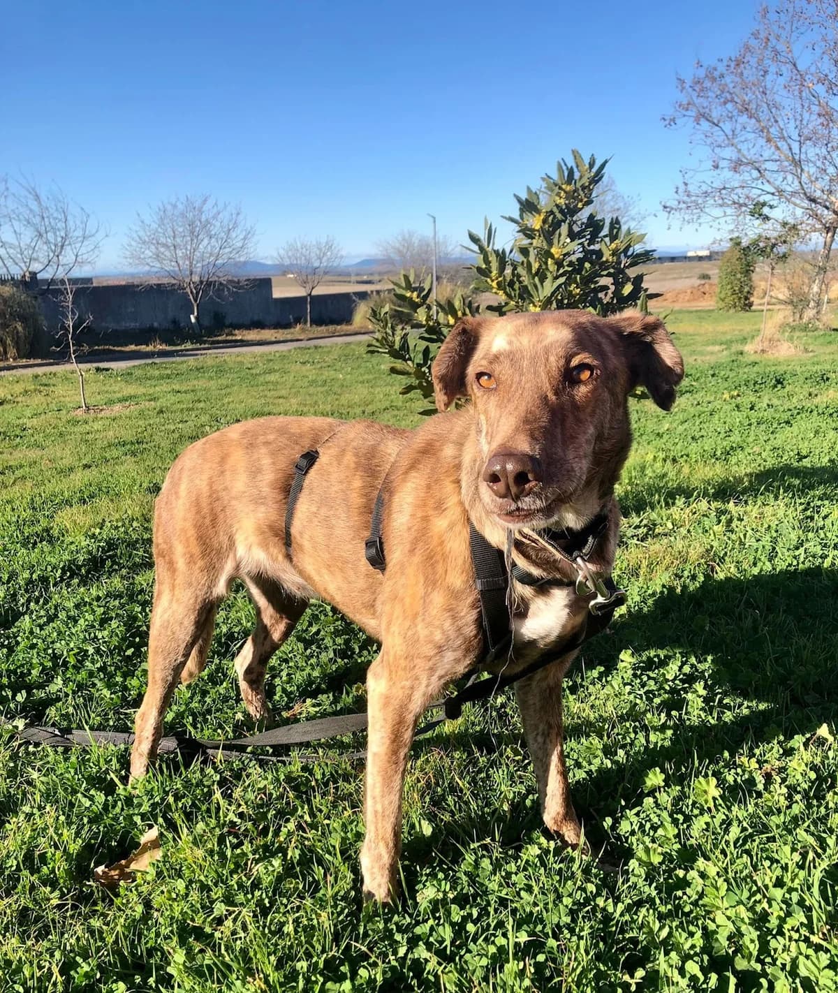 Amparo, female 7yo Galgo Español for adoption at Refugio San Jorge
