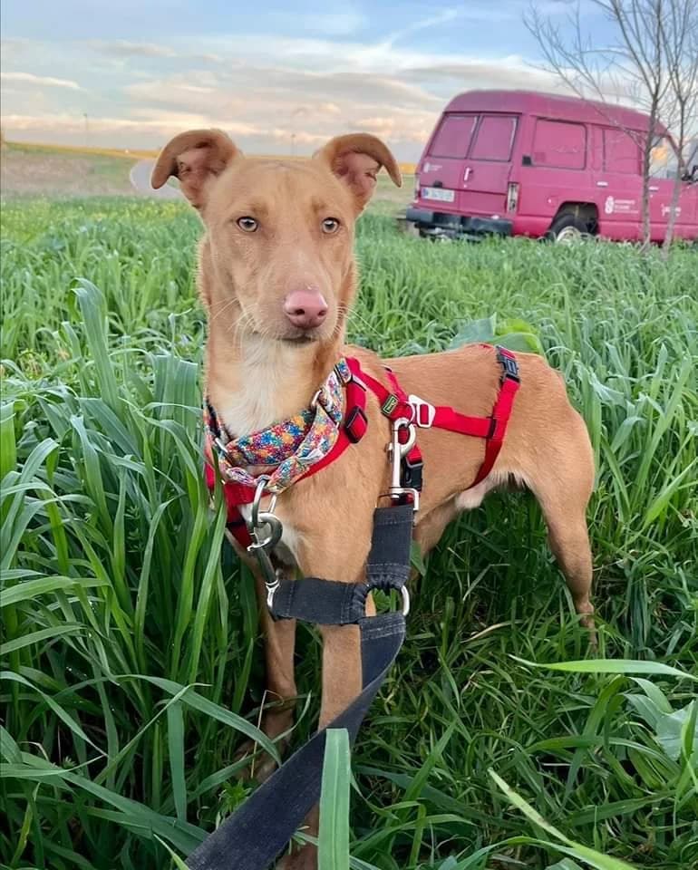 Bruno, male 4yo Podenco for adoption at Refugio San Jorge