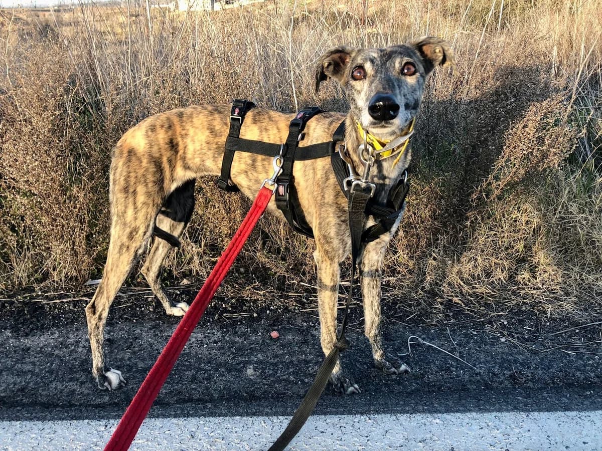 Estela, female 6yo Galgo Español for adoption at Refugio San Jorge