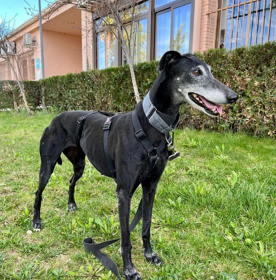 Sombra, female senior Galgo Español for adoption at Refugio San Jorge