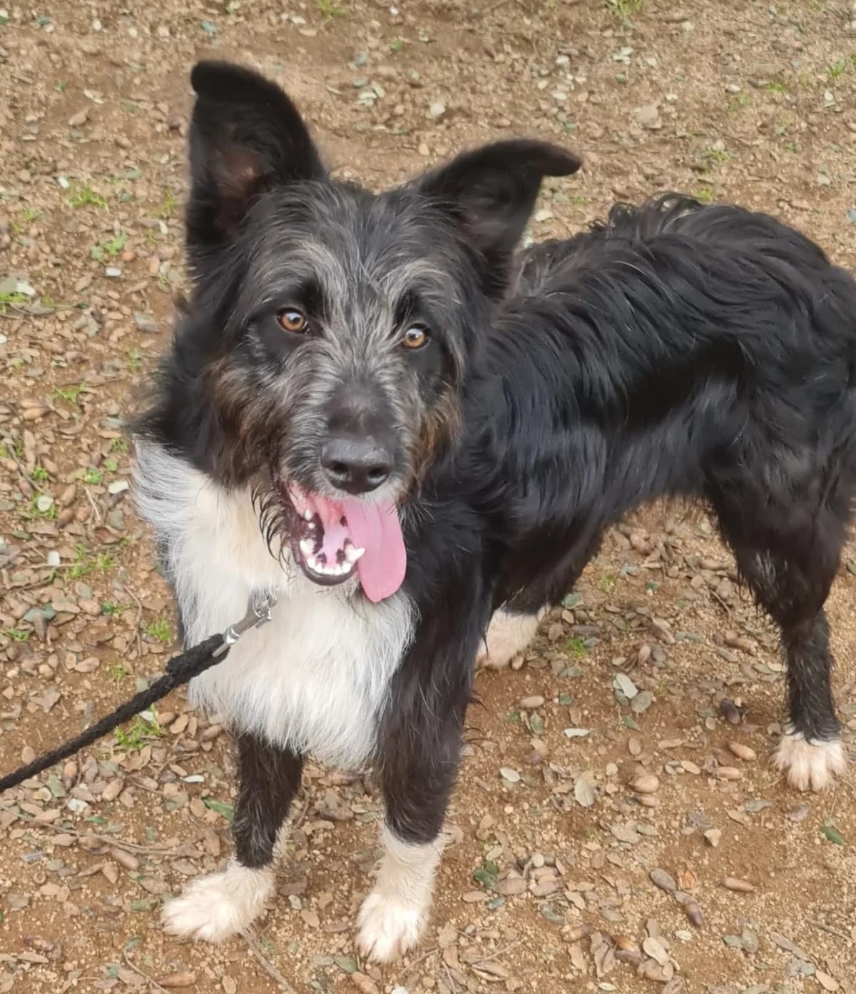 Nicky, female Border Collie for adoption at Refugio San Jorge