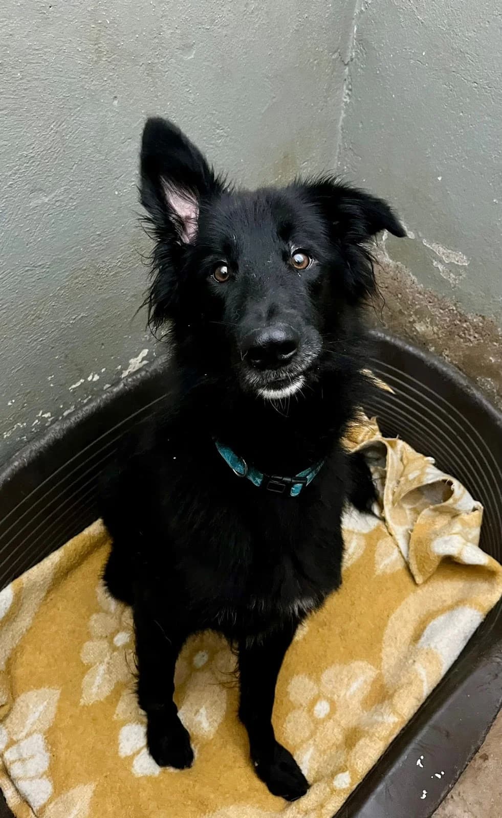 Bluey, male Mixed Breed for adoption at Refugio San Jorge