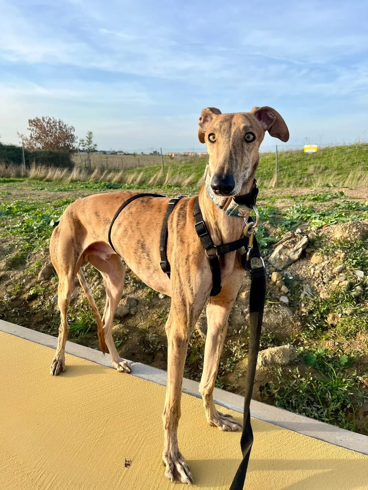 Camel, male young Galgo Español for adoption at Refugio San Jorge