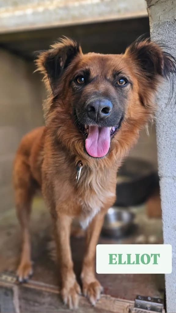 Elliot, male Mixed Breed for adoption at Refugio Canino Torres