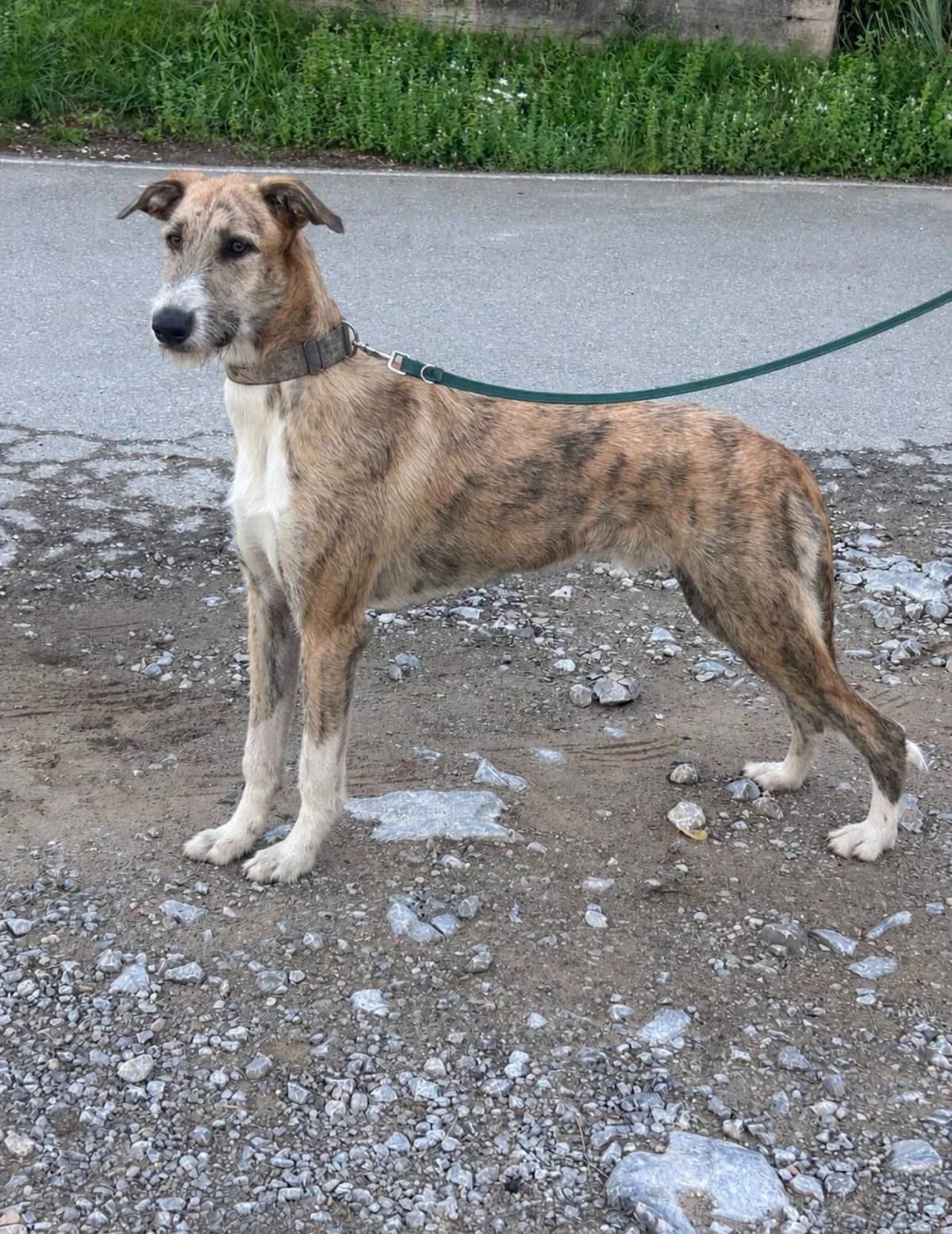 Churrete, male puppy Mixed Breed for adoption at Refugio Canino Torres