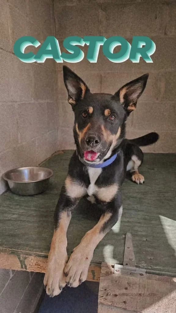 Castor, male puppy Mixed Breed for adoption at Refugio Canino Torres
