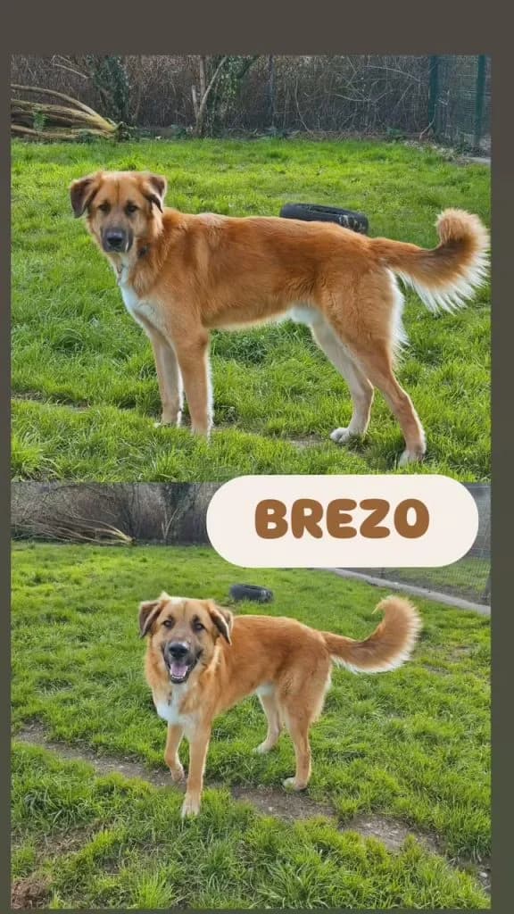 Brezo, male Mixed Breed for adoption at Refugio Canino Torres