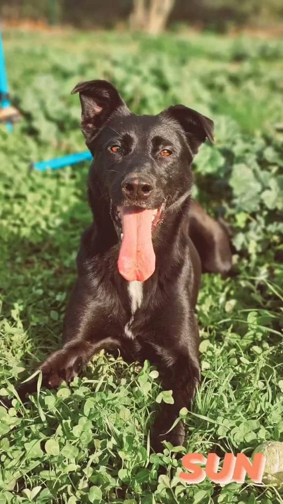 Sun, female Mixed Breed for adoption at Refugio Canino Torres