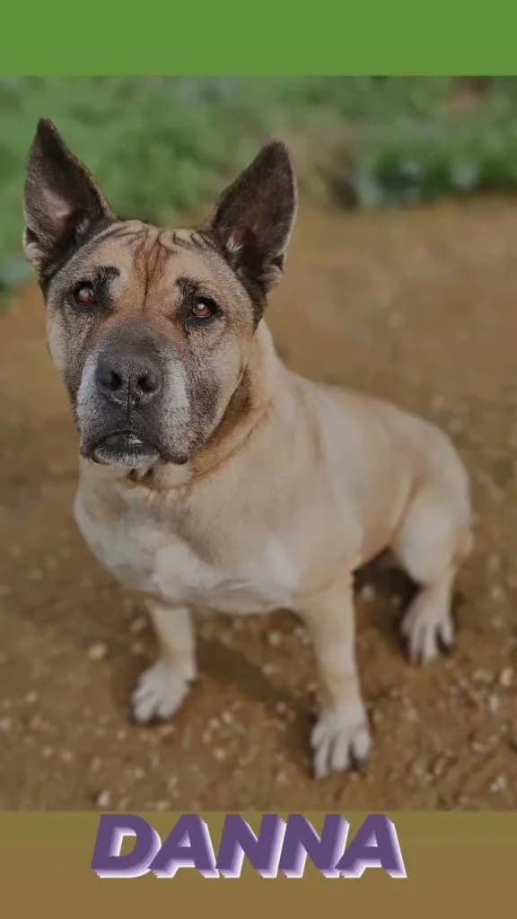 Danna, female Staffordshire Bull Terrier for adoption at Refugio Canino Torres