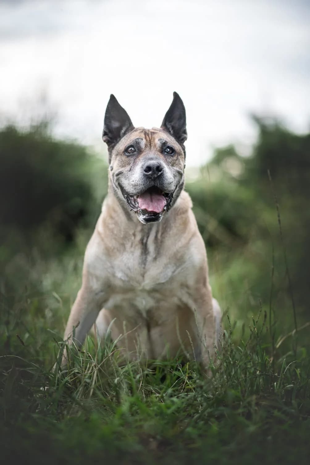 Danna, female Staffordshire Bull Terrier for adoption at Refugio Canino Torres