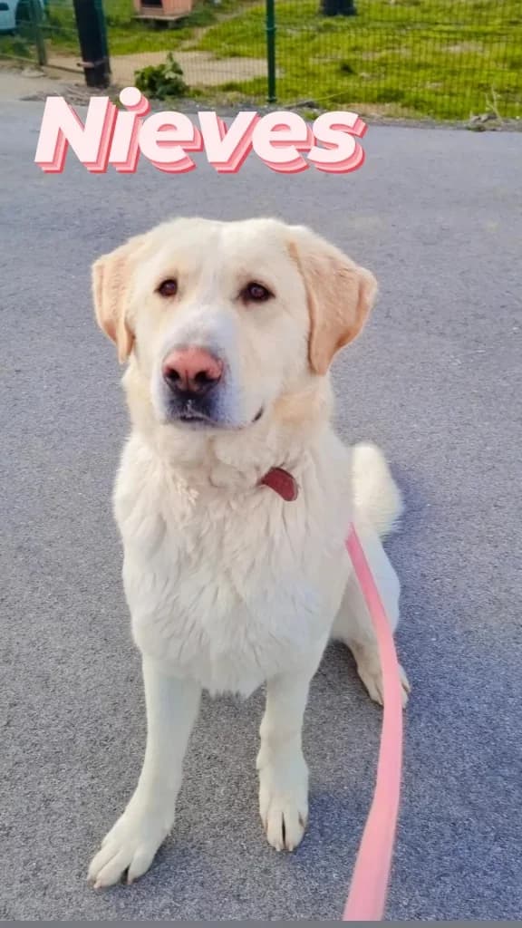 Nieves, female puppy Labrador Retriever for adoption at Refugio Canino Torres