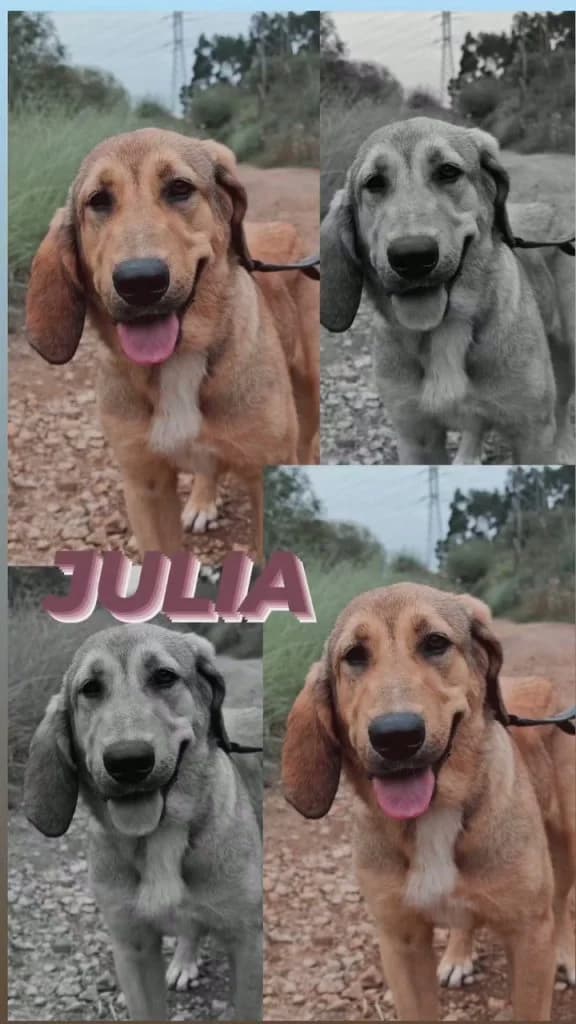 Julia, female Mixed Breed for adoption at Refugio Canino Torres