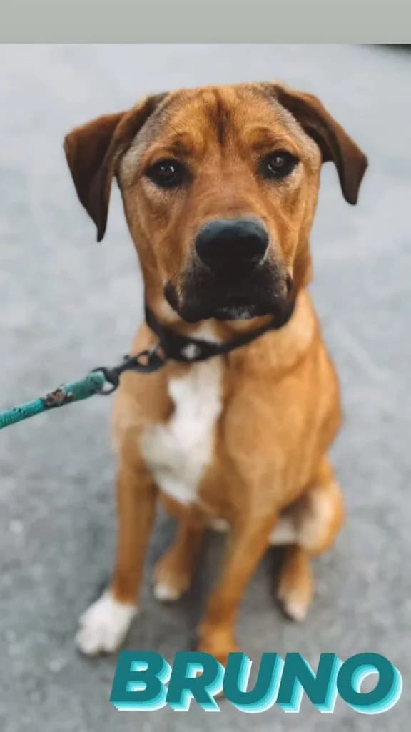 Bruno, male Mixed Breed for adoption at Refugio Canino Torres