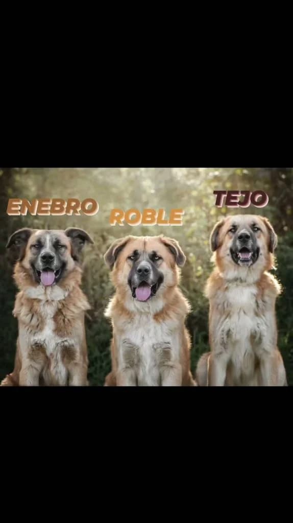Ebro, Roble y Tejo, male Mixed Breed for adoption at Refugio Canino Torres