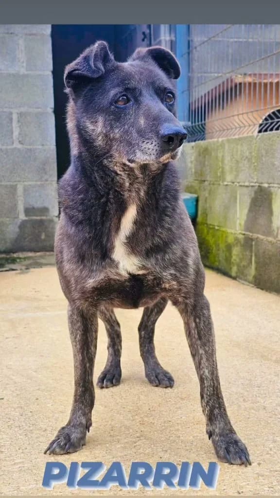 Pizarrin, male Mixed Breed for adoption at Refugio Canino Torres