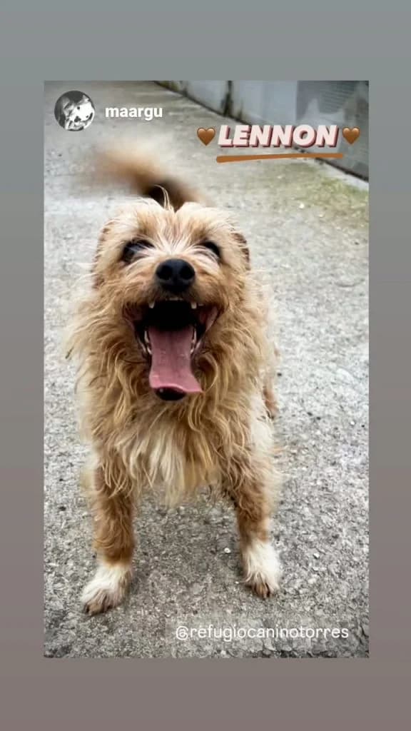 Lennon, male Mixed Breed for adoption at Refugio Canino Torres
