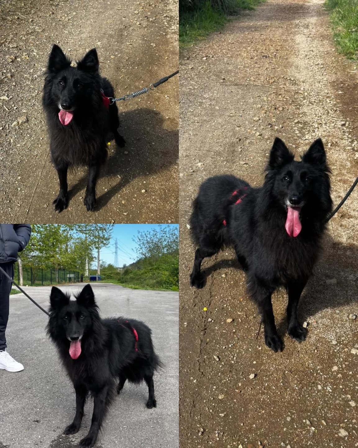 Xena, female Mixed Breed for adoption at Refugio Canino Torres