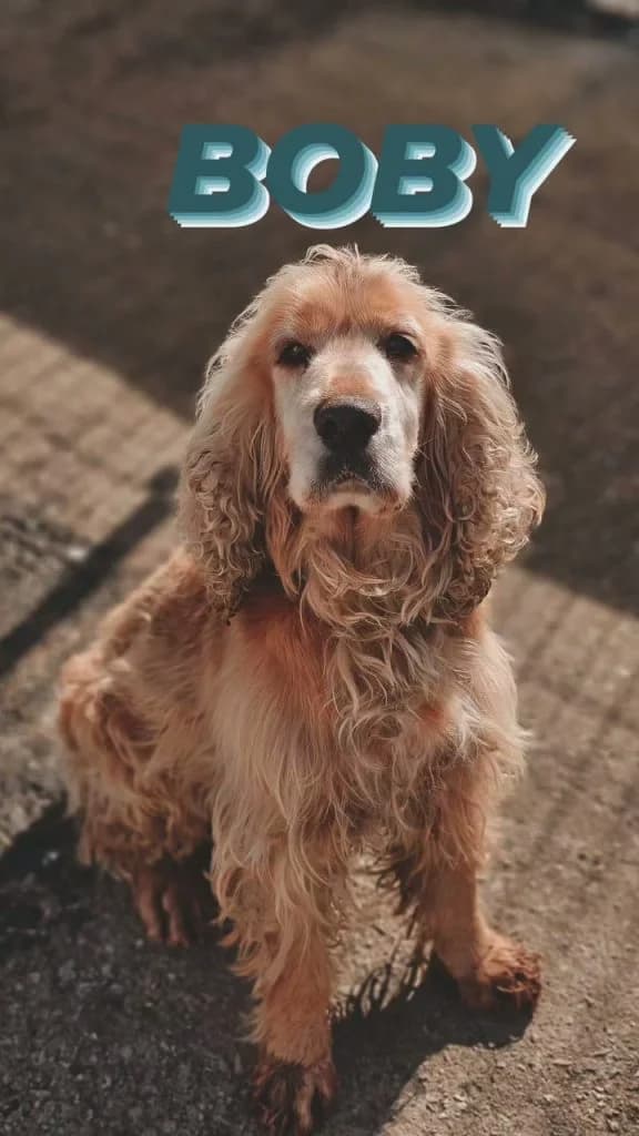 Boby, male Mixed Breed for adoption at Refugio Canino Torres