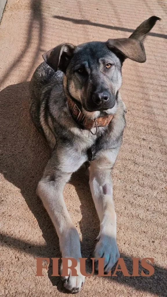 Firulais, male mixed breed for adoption at Refugio Canino Torres