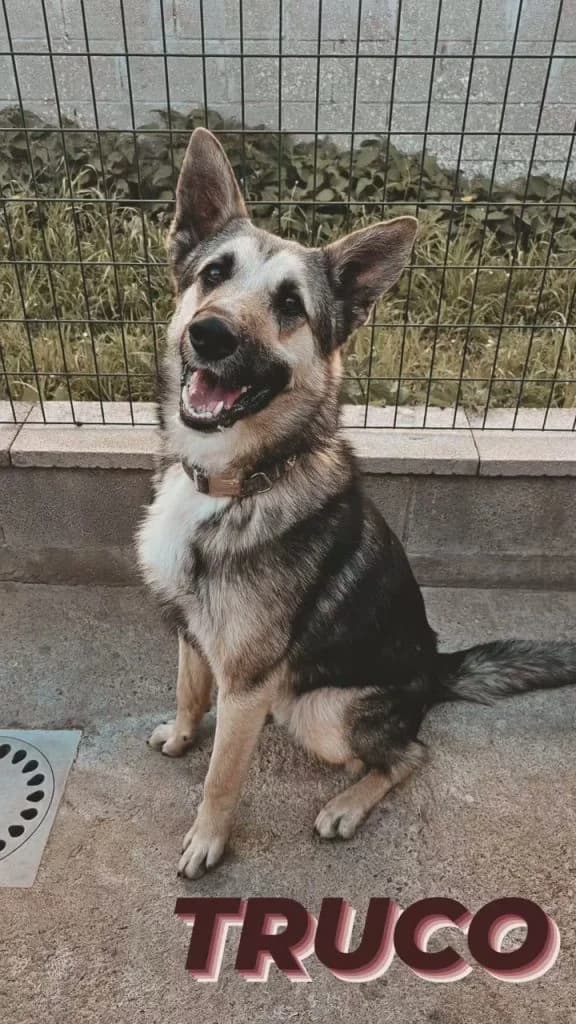 Truco, male mixed breed for adoption at Refugio Canino Torres