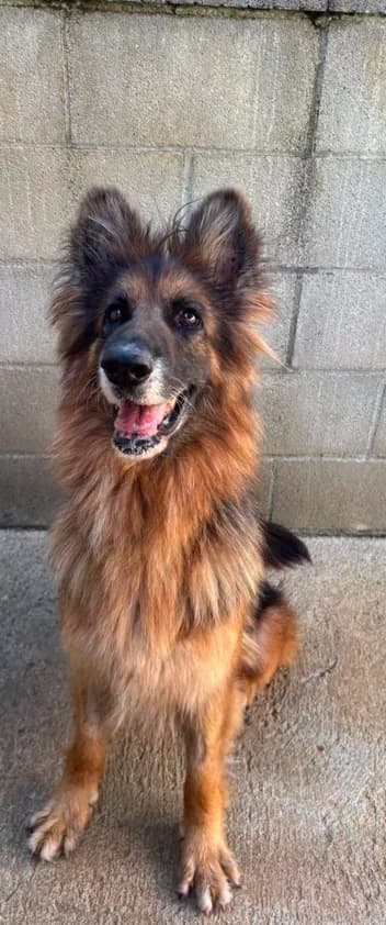 Bimba, female mixed breed for adoption at Refugio Canino Torres