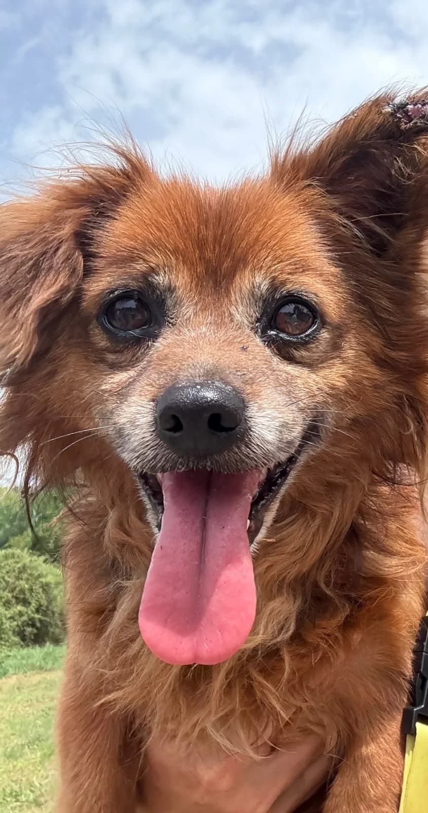 Moa, male Mixed Breed for adoption at Refugio Canino Torres